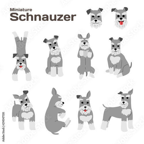 Fototapeta Naklejka Na Ścianę i Meble -  miniature schnauzer,dog in action,happy dog