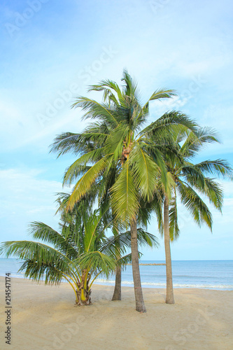 Fototapeta Naklejka Na Ścianę i Meble -  Coconut Palm Tree on The beach in Thailand.