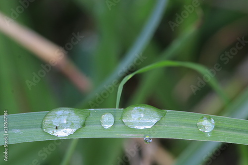 Close up water drops on grass leaf