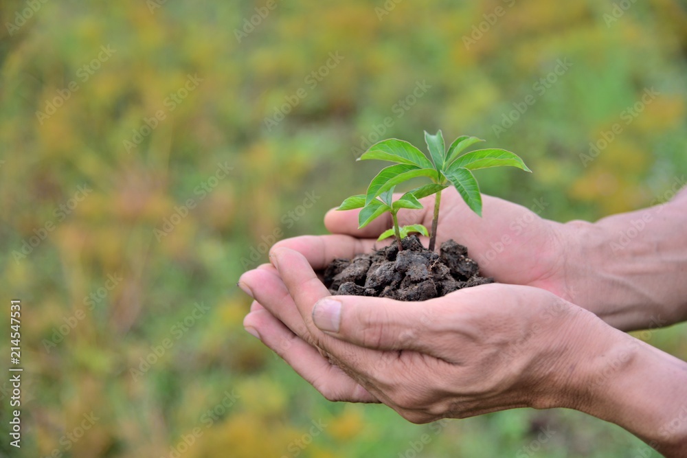 human hands holding baby plants in black soil on yellow nature background for love earth and love world concept. human hands holding baby plants in black soil on yellow nature background for love earth and love world concept.