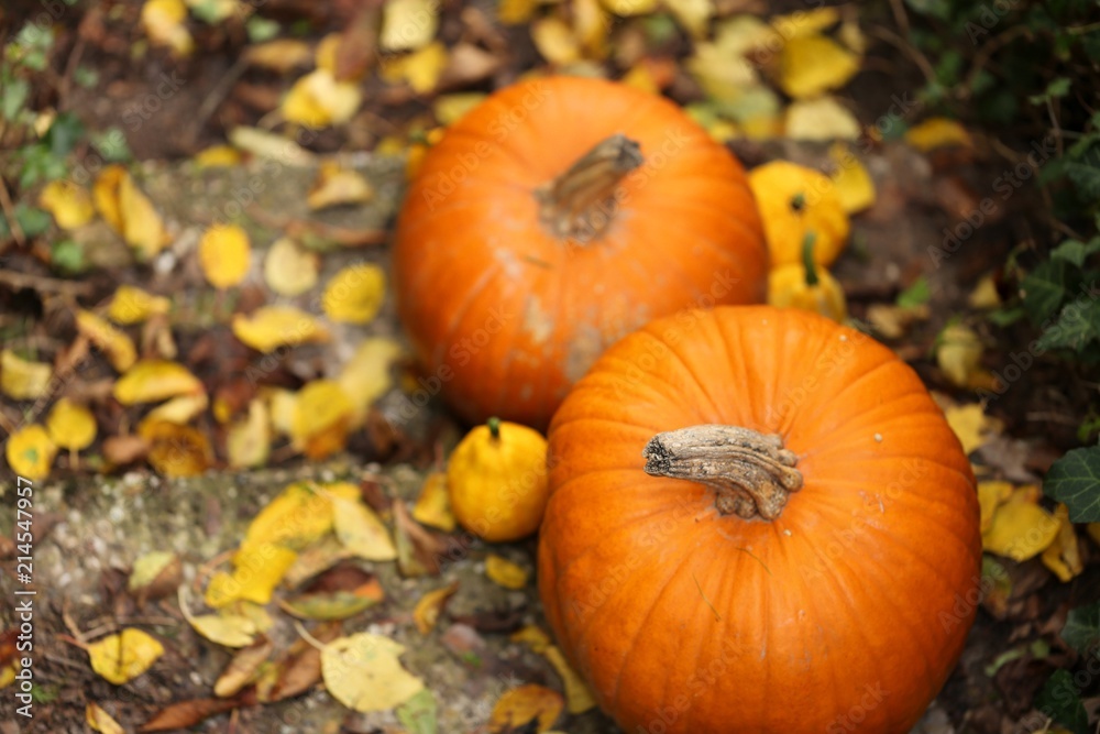 Autumn Pumpkin.Two large orange pumpkins close-up with yellow leaves. Autumn season.Autumn mood.Autumn time Autumn Pumpkin.Two large orange pumpkins close-up with yellow leaves. Autumn season.Autumn mood.Autumn time