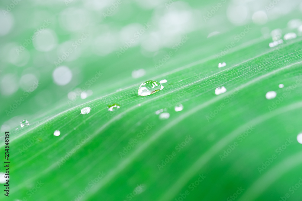 Rain drops on the banana leaf Rain drops on the banana leaf