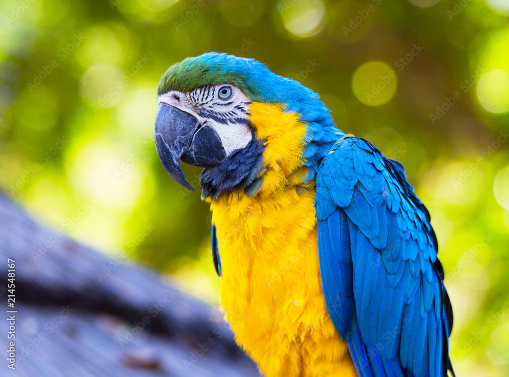 Close up of blue and gold Macaw parrot, Ara ararauna, South American parrot with blue top parts and yellow underparts and green forehead. Close up of blue and gold Macaw parrot, Ara ararauna, South American parrot with blue top parts and yellow underparts and green forehead.