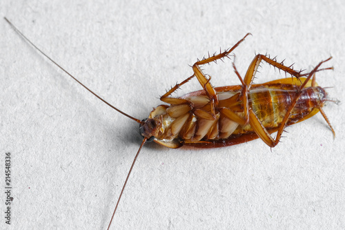 close up of cockroach on white background.
