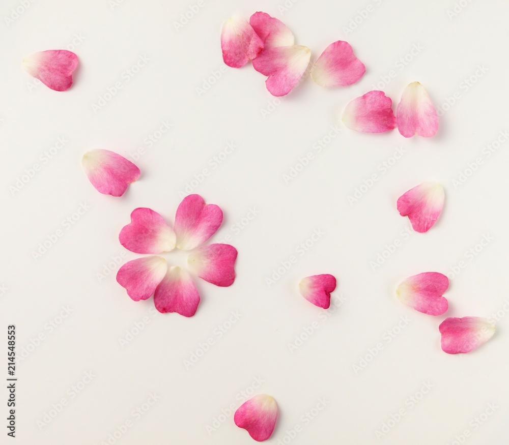 可愛いハート型のピンクの花びら、白背景