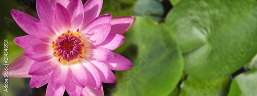 Beautiful pink lotus or waterlily blooming in the pond, Wide for banner, Top angle close-up