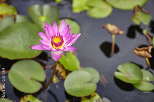Beautiful pink lotus or waterlily blooming in the pond with tranquil water and leaves in background