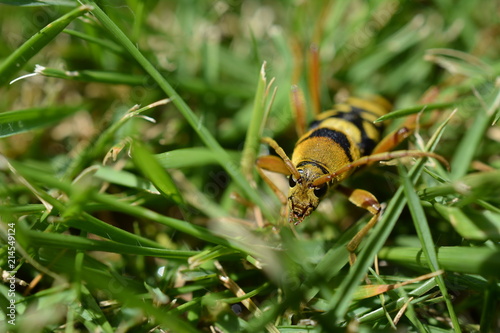 昆虫イメージ素材、ヨツスジトラカミキリの成虫 photo