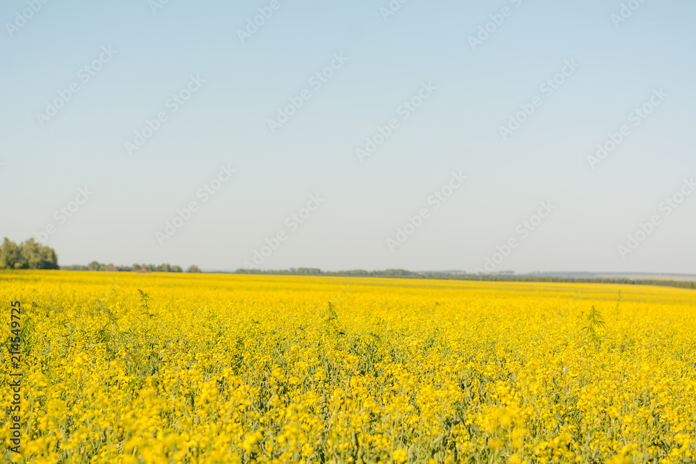 Bright yellow field in flowers