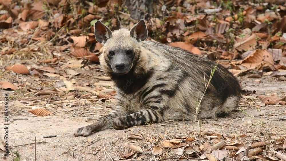 striped hyena in zoo striped hyena in zoo