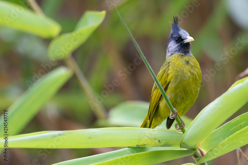 Beautiful bird with crested head..Crested finchbill bird perching on weed  in highland forest , front view.. photo