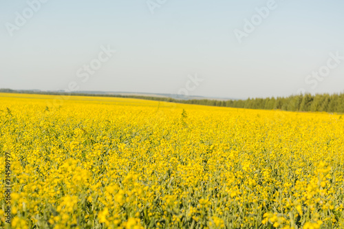 Bright yellow field in flowers © Sergey_Siberia88
