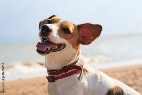 Dog Jack Russell on the beach © Evgenia Tiplyashina
