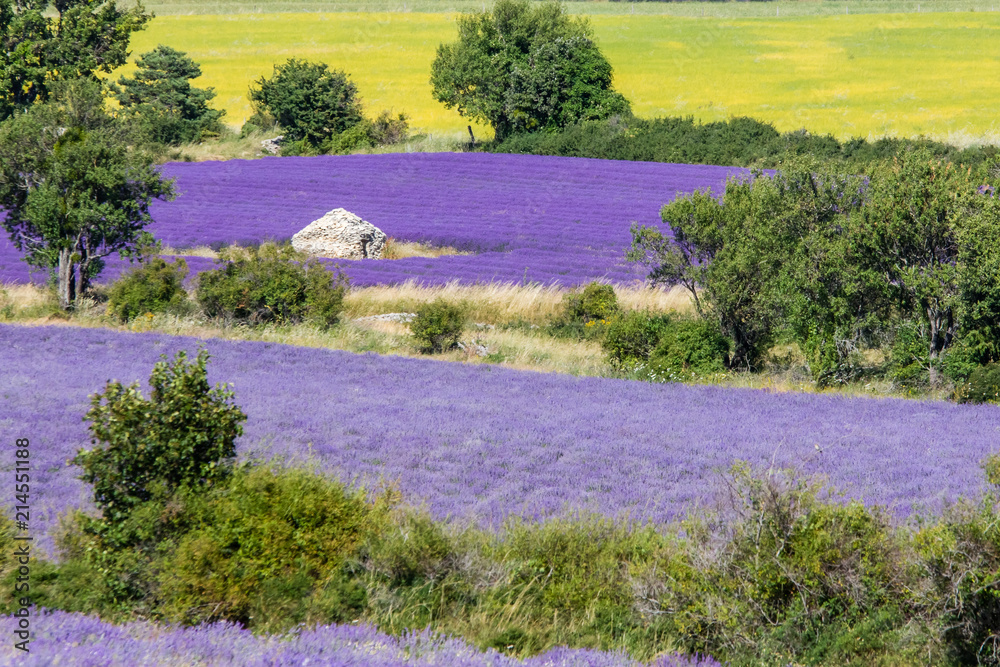 Naklejka premium traditional lavender field in Haute-Provence