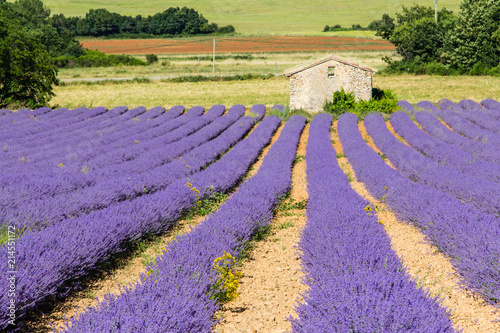 traditional lavender field in Haute-Provence