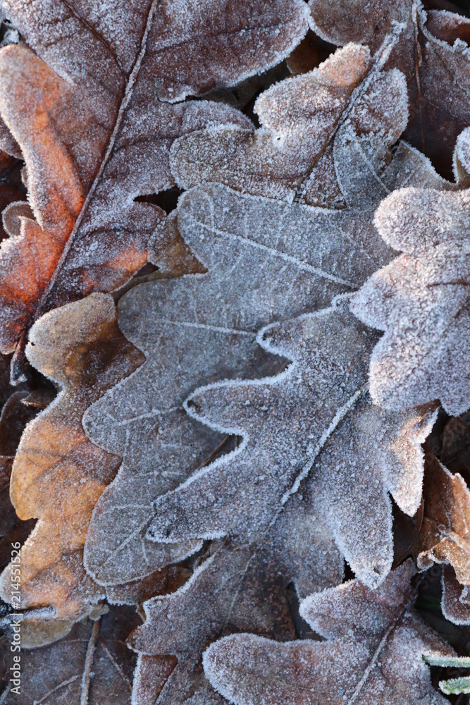 Frosted leaves