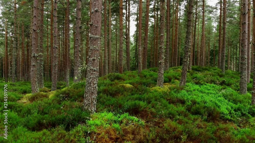 Smooth walk through a fir forest in Scotland - pure nature Smooth walk through a fir forest in Scotland - pure nature