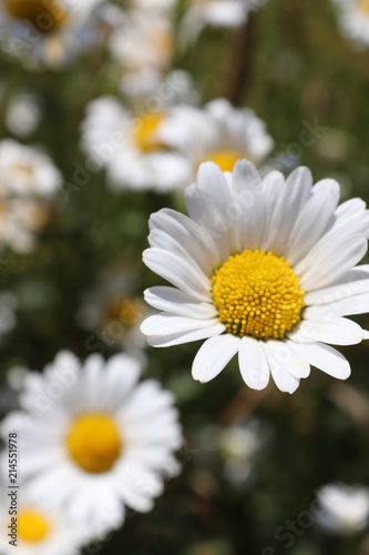 Summer flowers