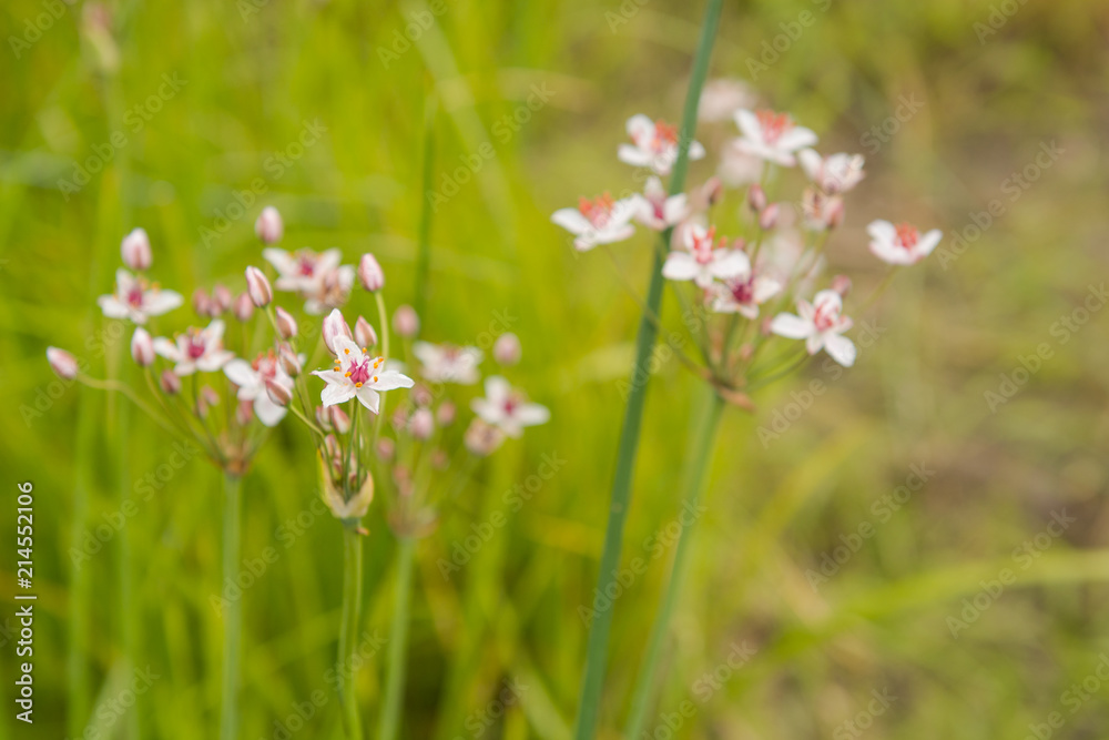 Meadow flowers in the field Meadow flowers in the field
