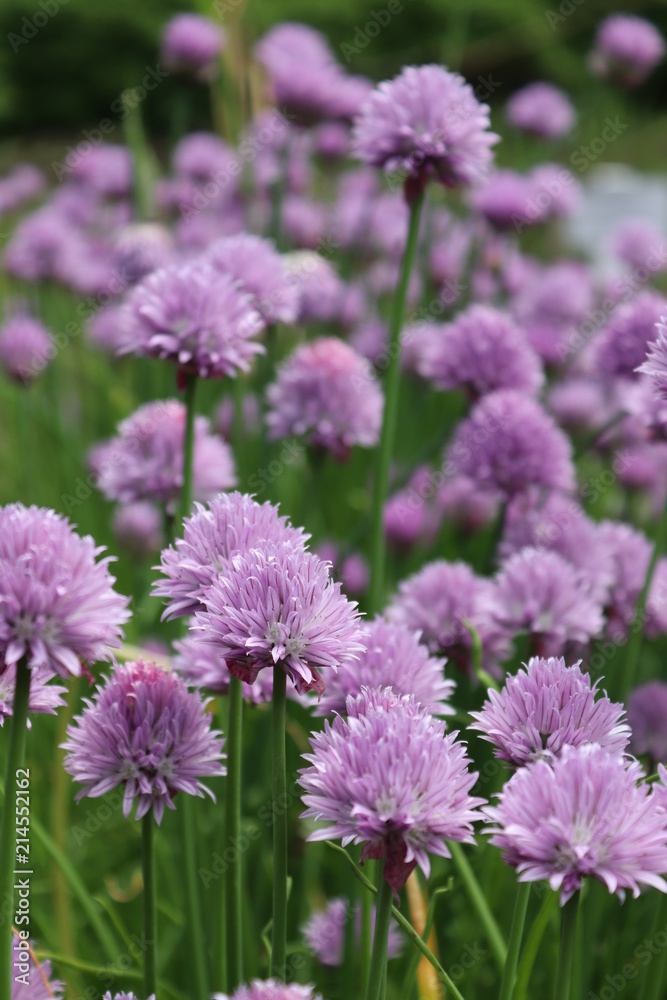 Summer flowers