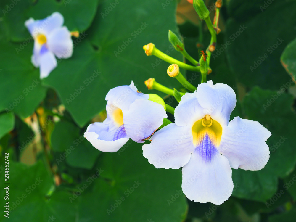 Close up big pale violet blue petal, bright yellow center pollen hanging skyflower (Thunbergia grandiflora Roxb.) bunch bouquet, both bloom and buds, with large dark green leaf plant bush background Close up big pale violet blue petal, bright yellow center pollen hanging skyflower (Thunbergia grandiflora Roxb.) bunch bouquet, both bloom and buds, with large dark green leaf plant bush background