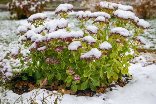 Fototapeta Naklejka Na Ścianę i Meble -  Cleansing prominent, or sedum remarkable (Sedum spectabile). First snow