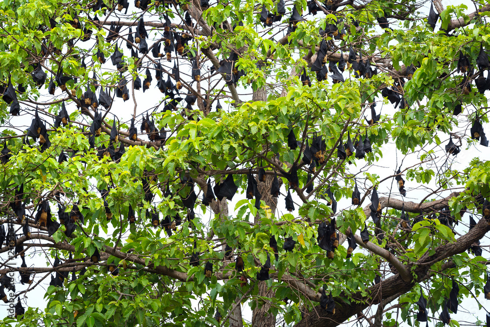Fototapeta premium Lyle's flying fox is hanging on the tree.