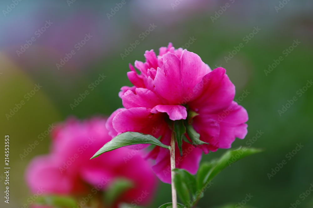 Obraz premium Blooming peony, very beautiful