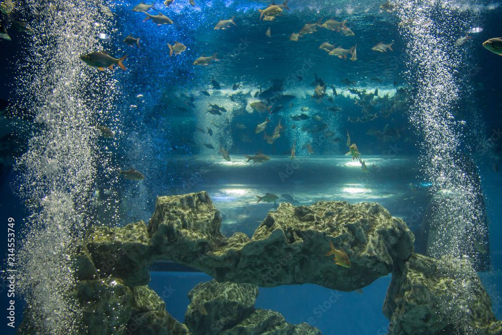 Obraz premium An underwater scene