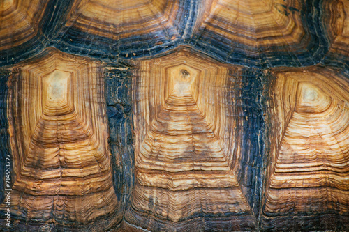 The pattern of the turtle shell.