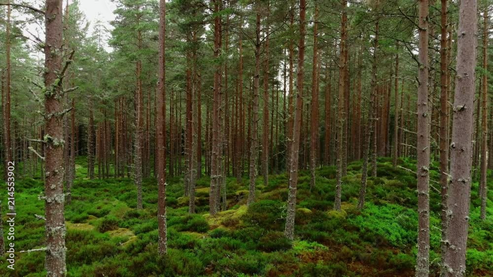 Low flight through a forest in the Scottish Highlands Low flight through a forest in the Scottish Highlands