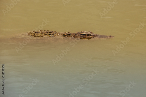 Crocodile at the zoo in Thailand