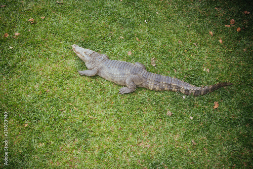 Crocodile at the zoo in Thailand