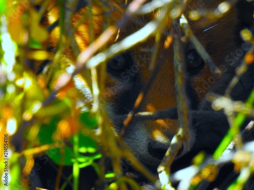 Fox youngling hiding in it's burrowed bush