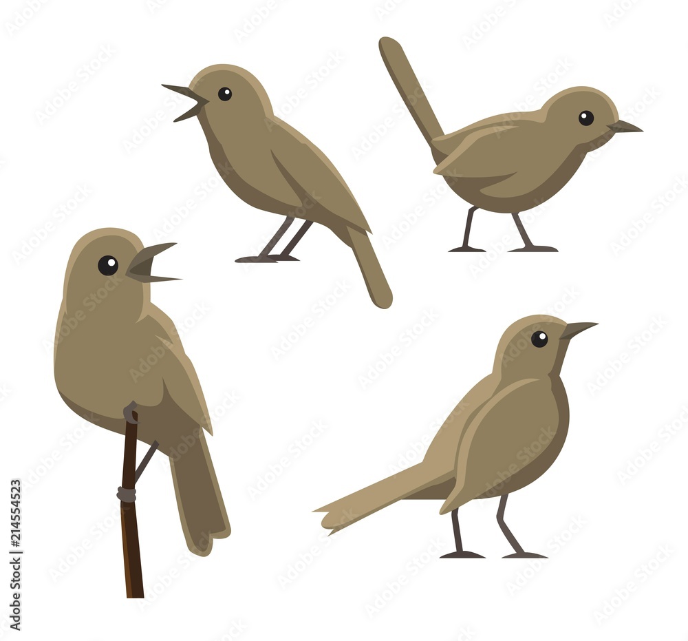 Bird Poses Nightingale Vector Illustration Bird Poses Nightingale Vector Illustration