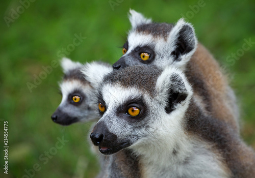   Family of  ring-tailed lemur (lemur catta).