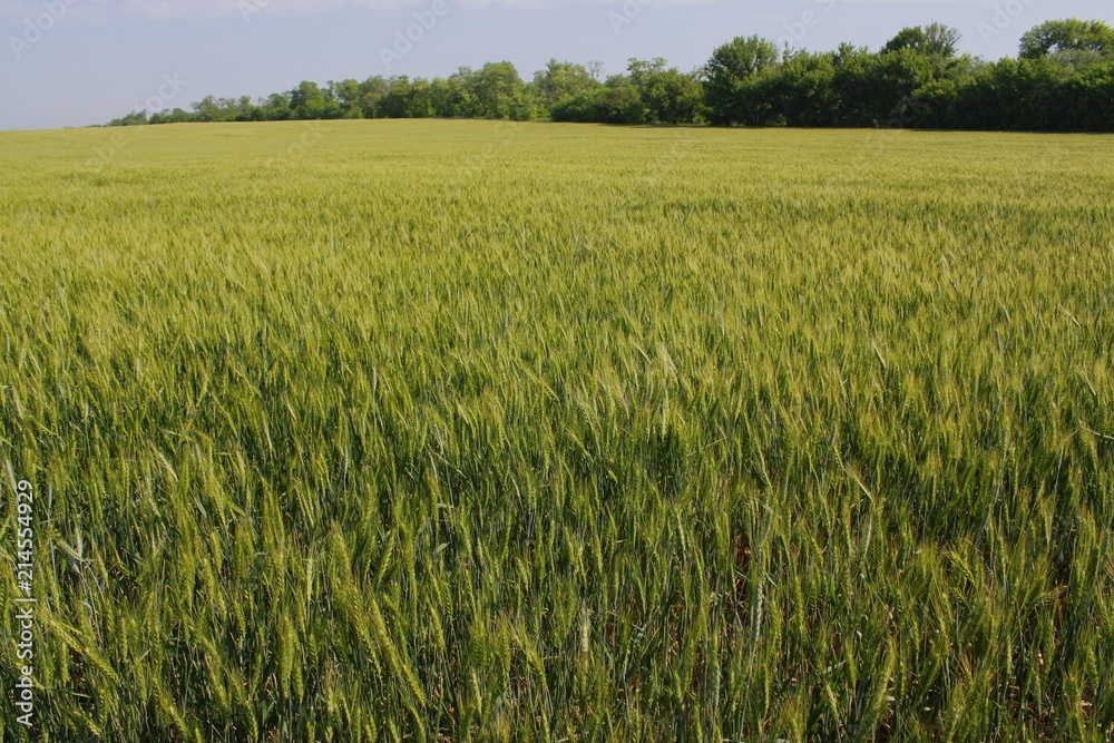 green wheat field with trees in the distance