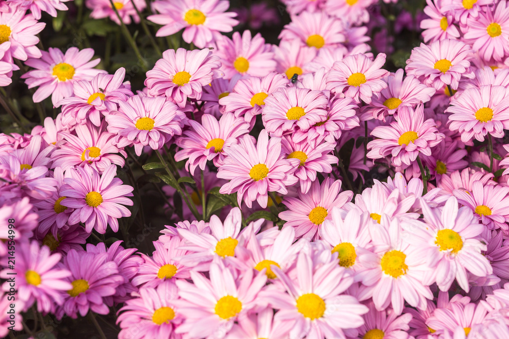 Flowers, flowers chrysanthemum, Chrysanthemum wallpaper, Flowers, flowers chrysanthemum, Chrysanthemum wallpaper,