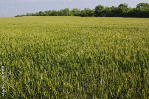 green wheat field with trees in the distance