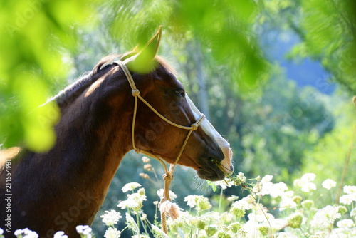 Fototapeta Naklejka Na Ścianę i Meble -  In the green. Beautiful sorrel Quarter horse in a blooming field, portrait