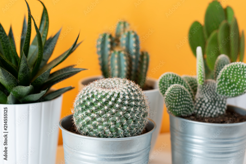 Collection of various cactus and succulent plants in different pots. Potted cactus house plants on white shelf against pastel mustard colored wall.