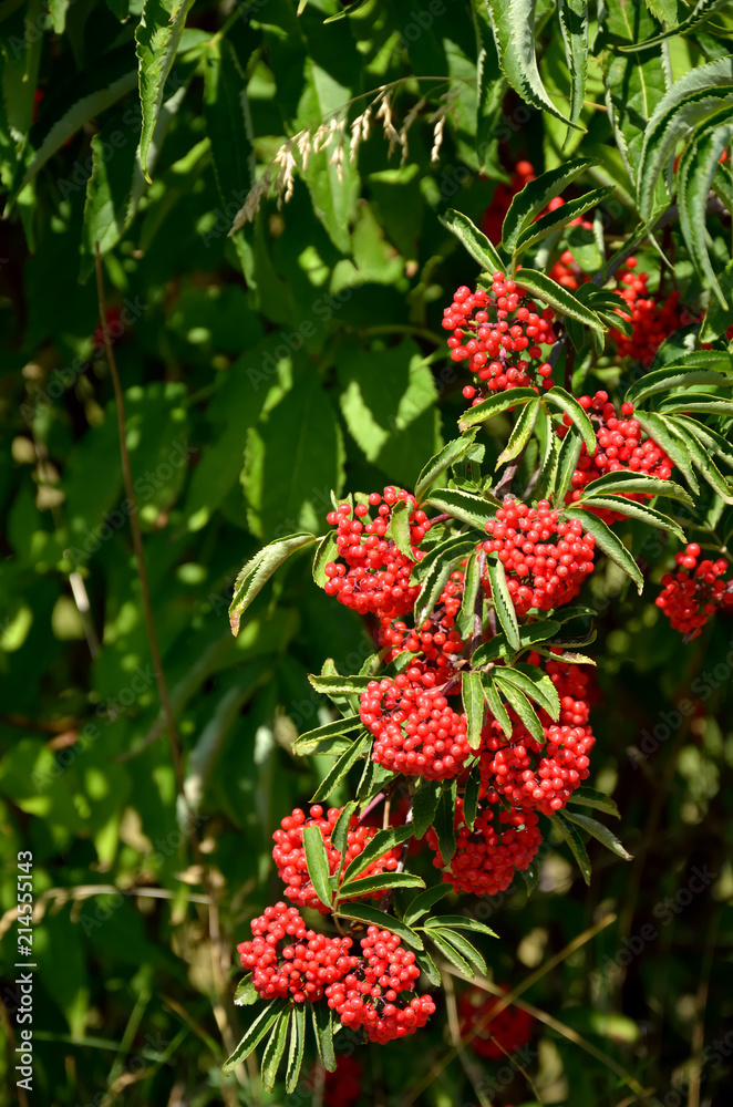 Branch of red elderberry with bunches of ripe berries Branch of red elderberry with bunches of ripe berries