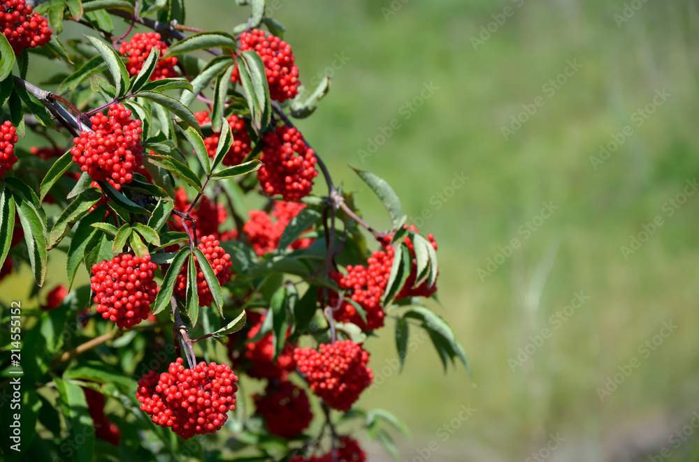 Branches of red elderberry with bunches of ripe berries Branches of red elderberry with bunches of ripe berries