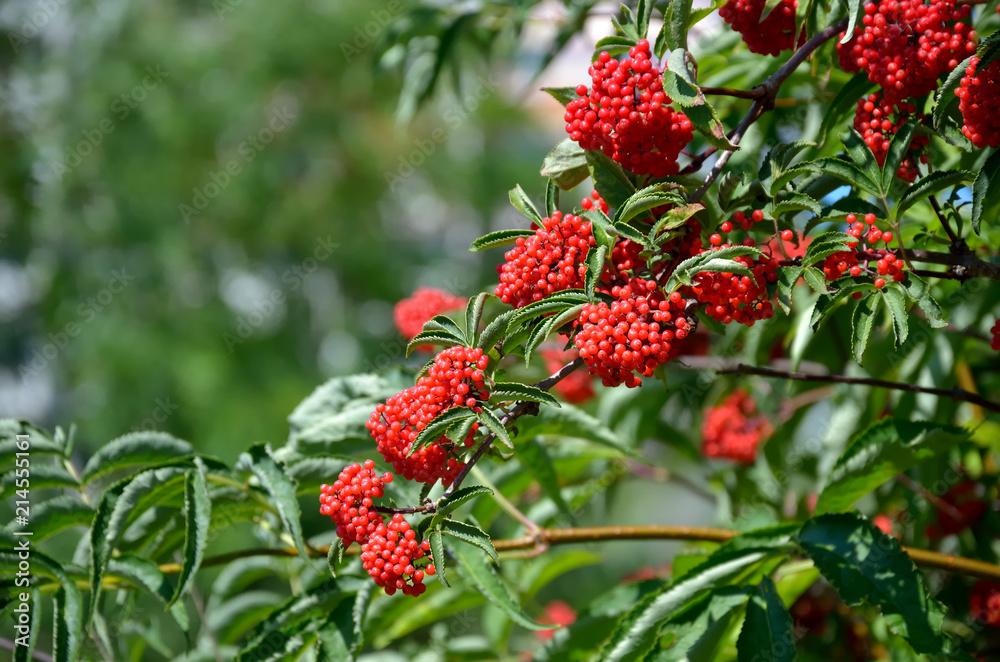 Branch of red elderberry with bunches of ripe berries Branch of red elderberry with bunches of ripe berries