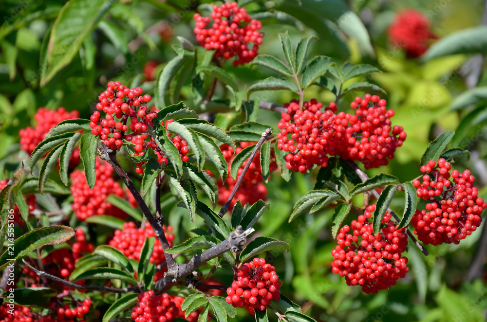 Branch of red elderberry with bunches of ripe berries Branch of red elderberry with bunches of ripe berries