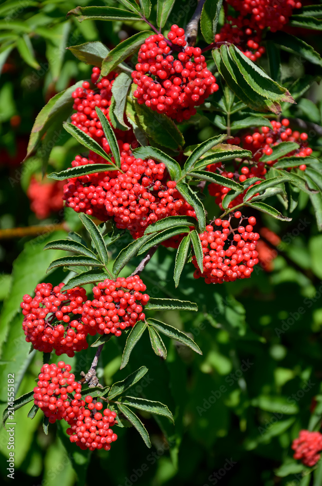 Branch of red elderberry with bunches of ripe berries Branch of red elderberry with bunches of ripe berries
