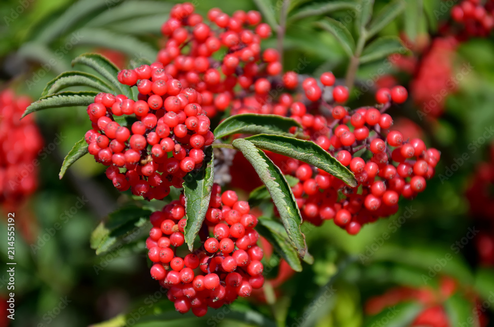 Bunches of ripe berries of red elderberry
