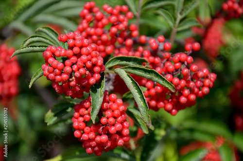 Bunches of ripe berries of red elderberry