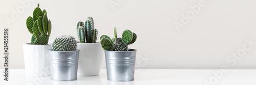 Modern room decoration. Various cactus house plants in different pots against white wall. Banner with copy space.