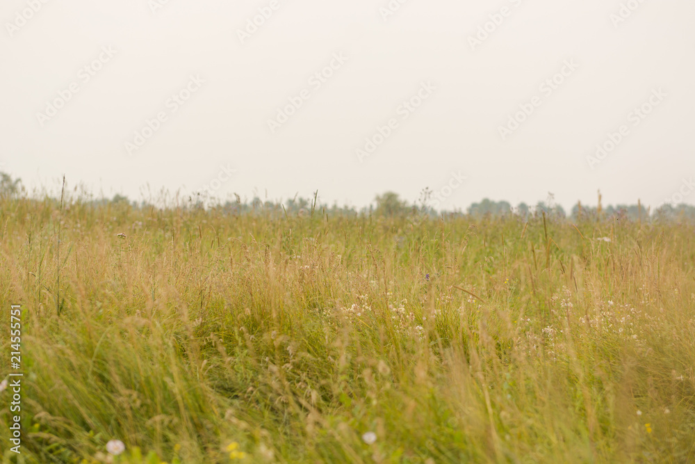 Obraz premium Flowering meadow in Russia.